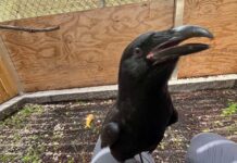 a black bird sitting on top of a persons feet