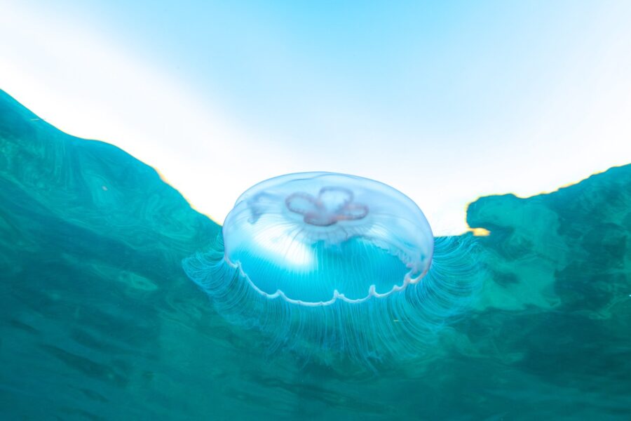 a jellyfish floating in the water with its head above the water