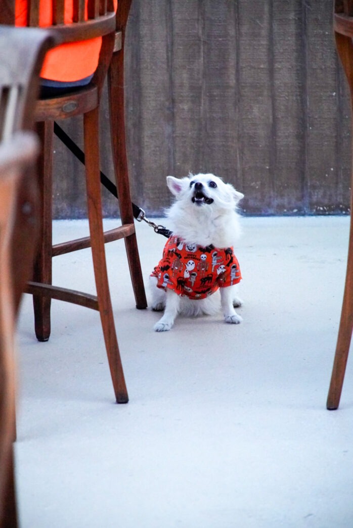 a small white dog wearing a red and white dress