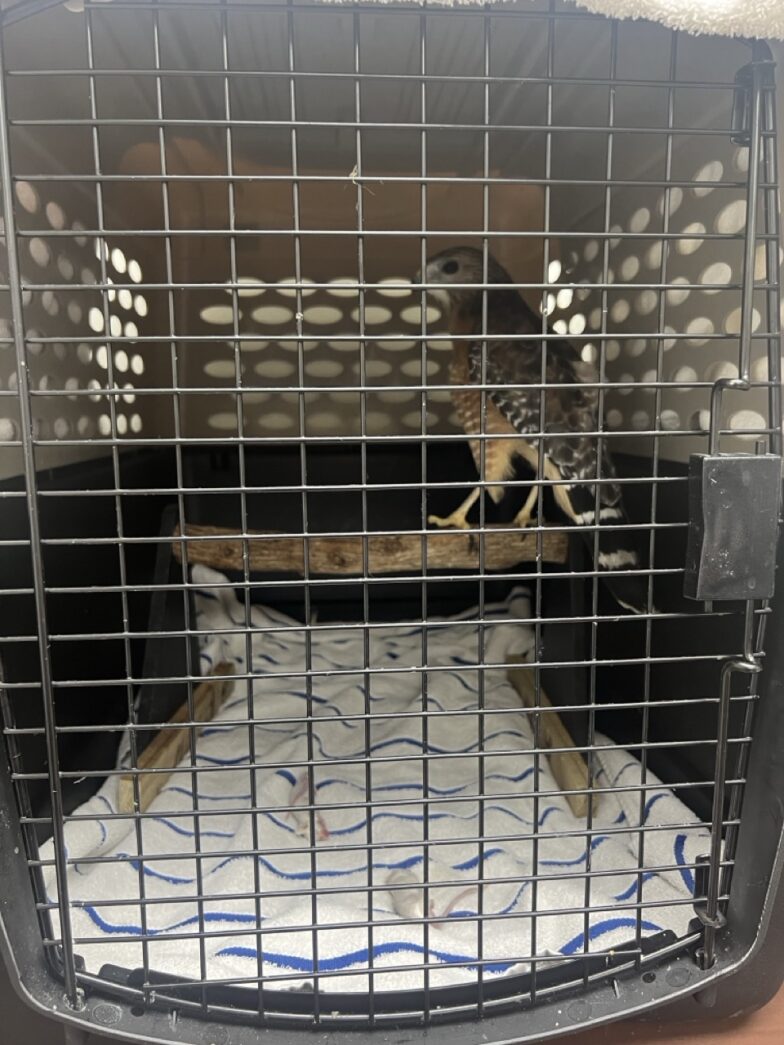 a bird in a cage sitting on a bed