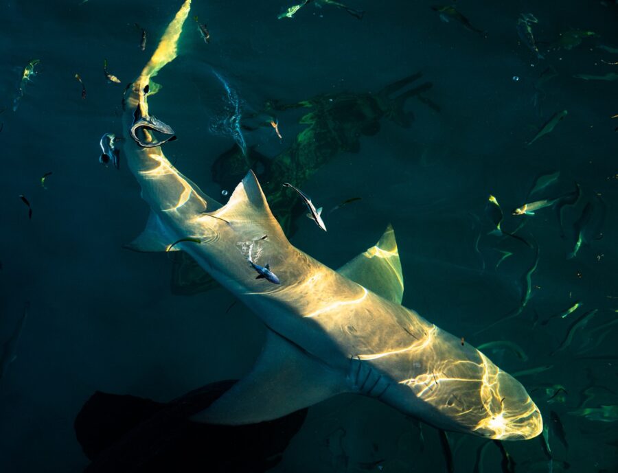 a large white shark swimming in a body of water