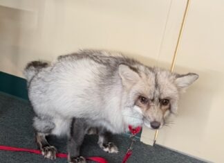 a small gray and white animal on a red leash