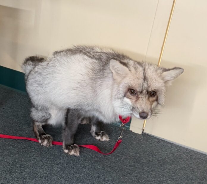 a small gray and white animal on a red leash