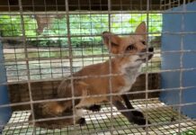 a fox in a cage looking at the camera