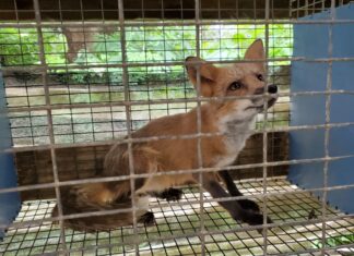 a fox in a cage looking at the camera