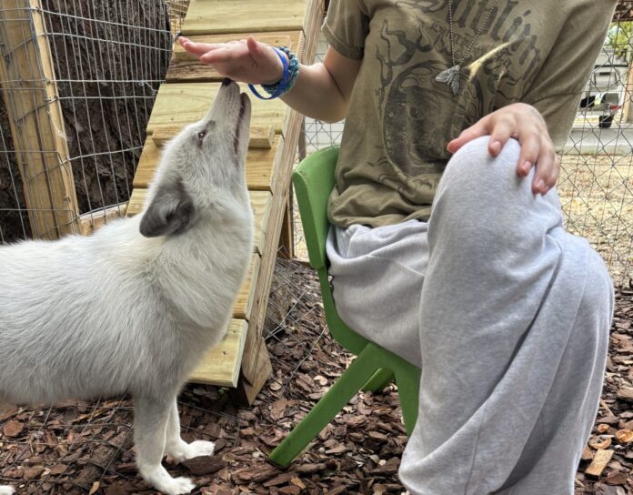 a small white dog standing next to a person