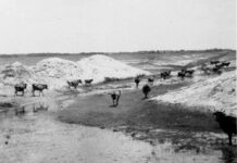 a herd of cattle walking across a snow covered field