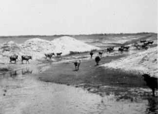 a herd of cattle walking across a snow covered field