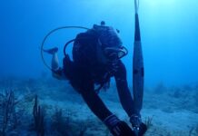 a person scubas in the ocean with a fish