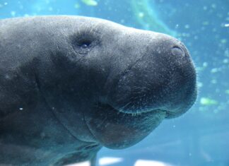 a close up of a large animal under water