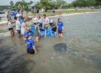 a group of people standing in the water