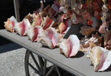 a table topped with lots of sea shells