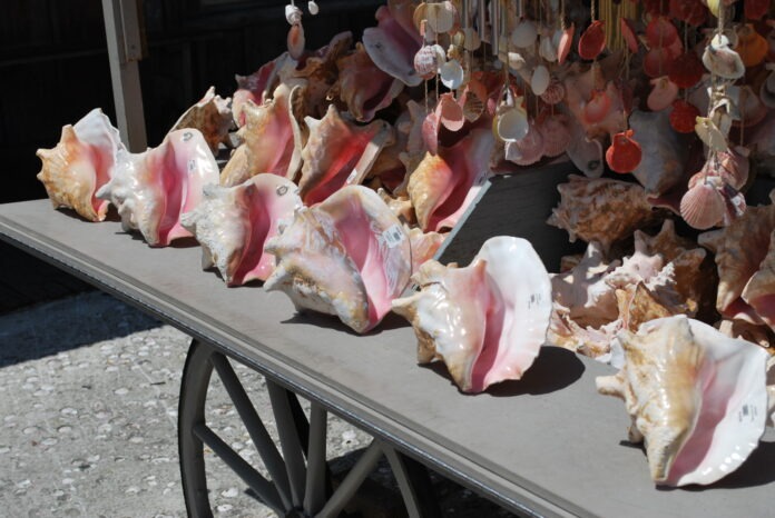 a table topped with lots of sea shells