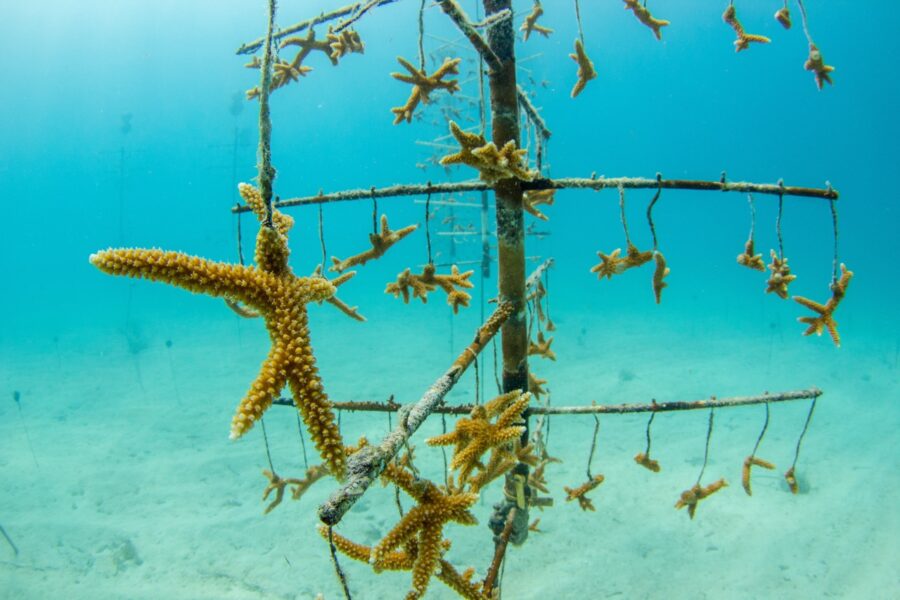 a starfish is on the bottom of a pole in the ocean