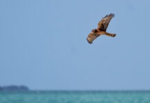 a bird flying over a body of water