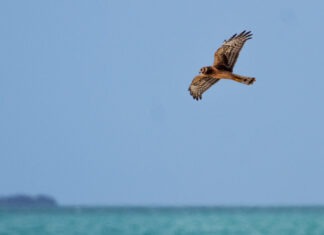 a bird flying over a body of water