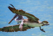 a large bird flying over a body of water