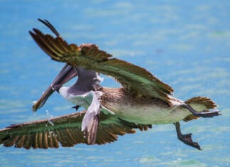 a large bird flying over a body of water