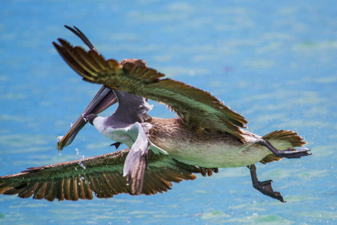 a large bird flying over a body of water