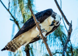 a large bird perched on top of a tree branch