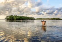 a horse standing in the middle of a lake