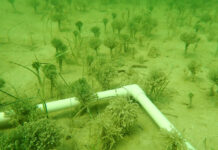 a pipe laying on top of a sandy ground