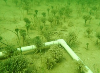 a pipe laying on top of a sandy ground