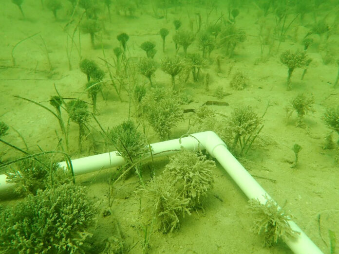 a pipe laying on top of a sandy ground