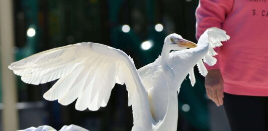 a white bird standing on top of a cage next to a person