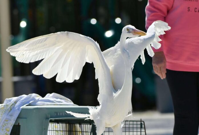 a white bird standing on top of a cage next to a person