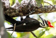 a black and white bird sitting on a tree branch