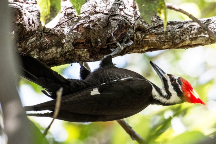 a black and white bird sitting on a tree branch