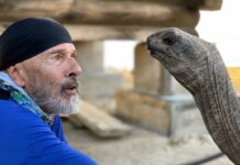 a man in a blue shirt is petting a turtle