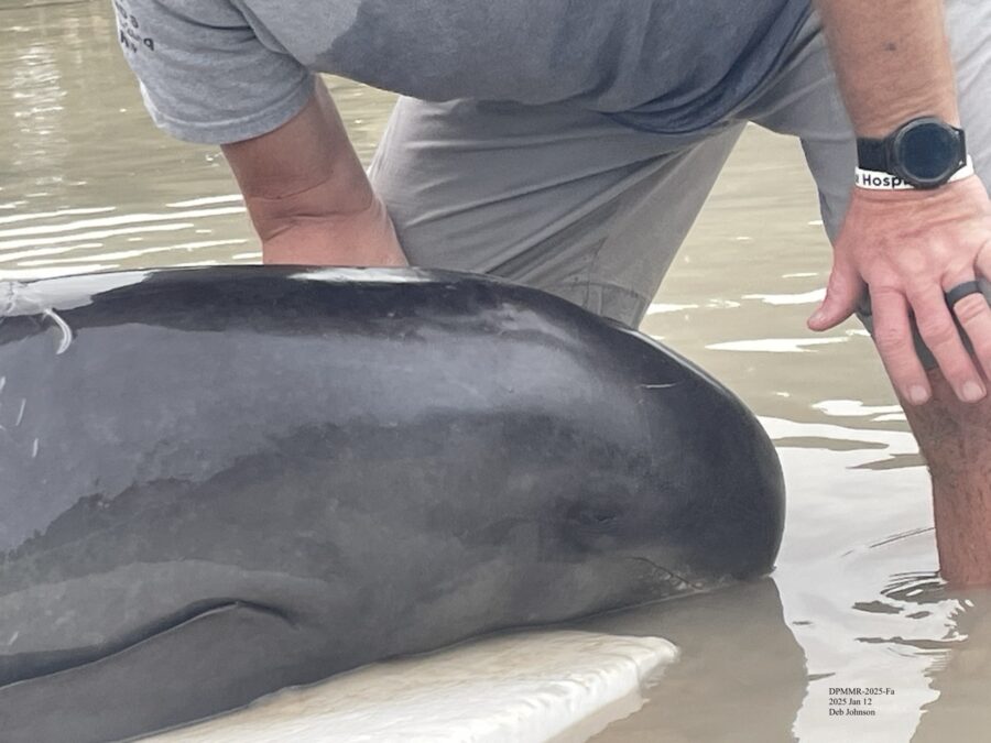 a man standing next to a gray dolphin in a body of water