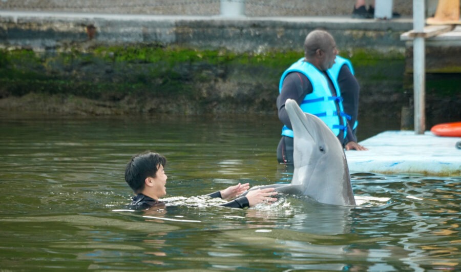 a man in a body of water with a dolphin