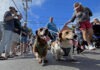 a group of people walking dogs down a street