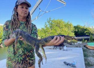 a woman holding a large alligator in her hands