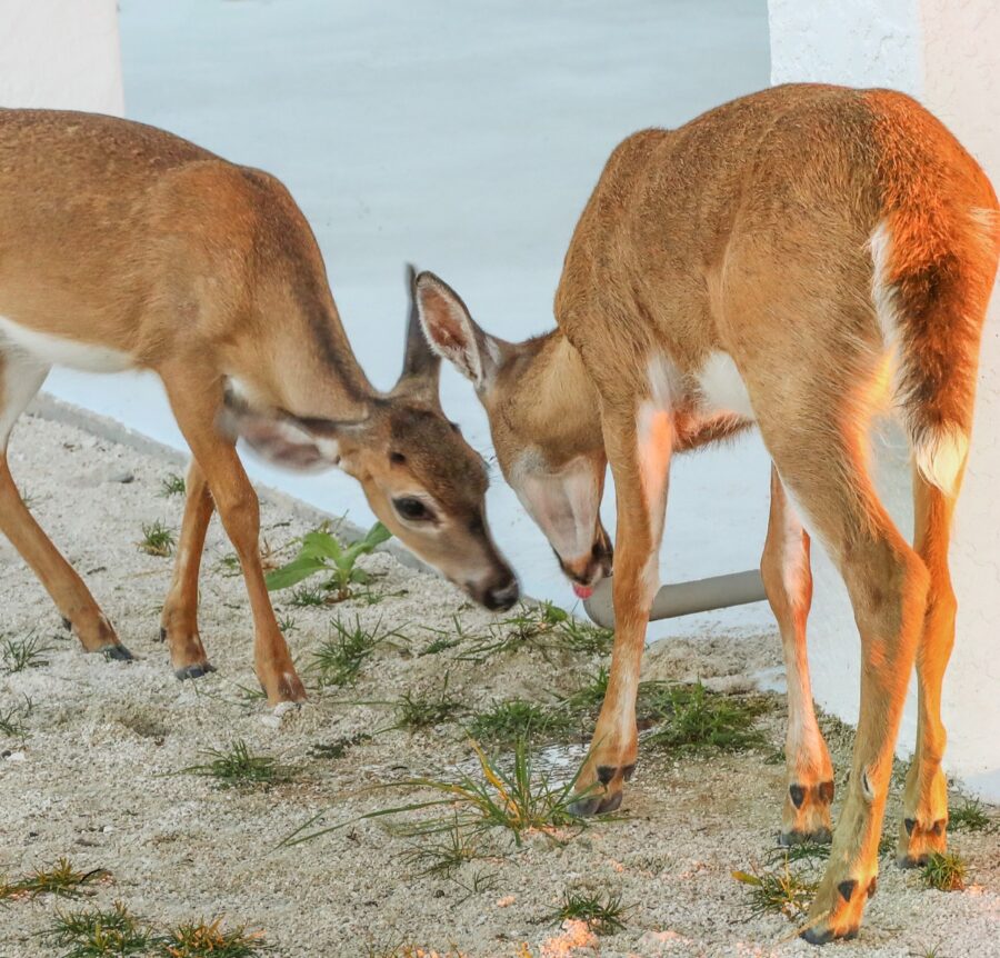 a couple of deer standing next to each other