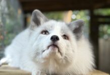 a white dog sitting on top of a wooden table