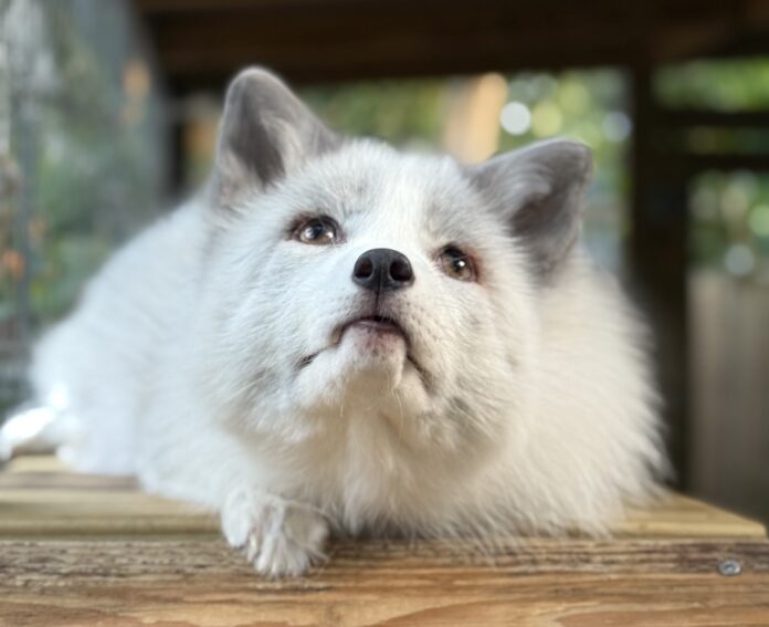 a white dog sitting on top of a wooden table