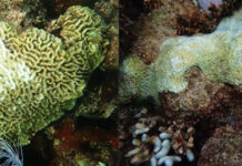 two pictures of a coral and a sea anemone