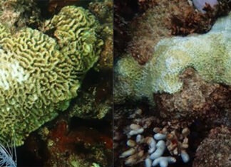 two pictures of a coral and a sea anemone