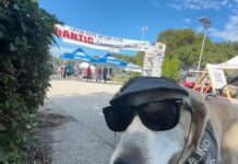 a dog wearing sunglasses and a hat on a leash