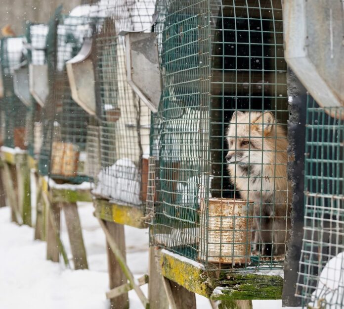 a bunch of cages with animals inside of them