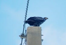 a black bird perched on top of a power pole