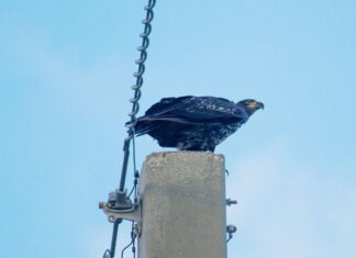 a black bird perched on top of a power pole