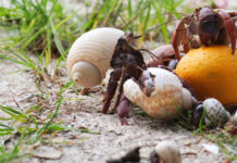 a crab is eating an orange on the beach