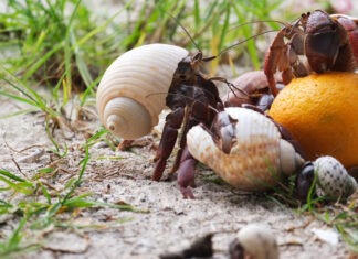 a crab is eating an orange on the beach
