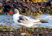 a seagull standing in the grass near a body of water