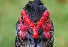 a close up of a bird with red feathers